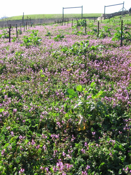 Signs_of_spring_0007