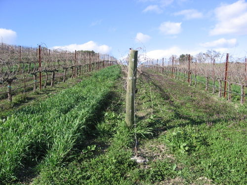 Signs_of_spring_0008