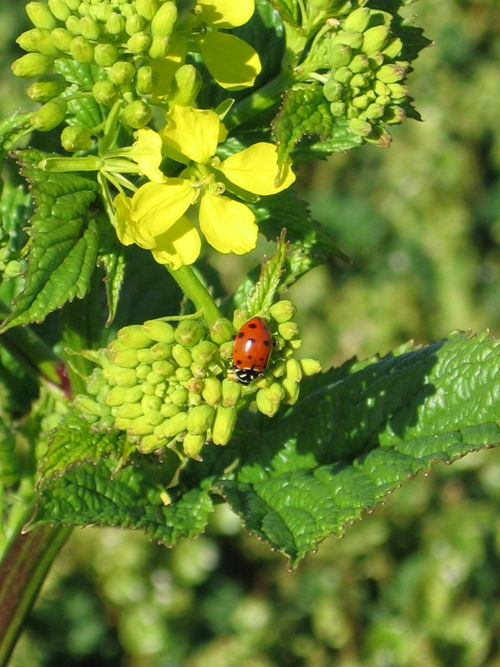 Signs_of_spring_0006