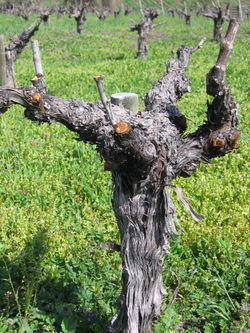 Head-pruned-mourvedre