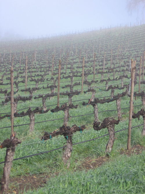 Vineyard_fog_0001