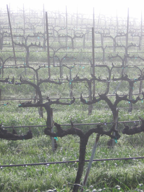 Vineyard_fog_0002