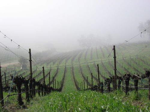 Vineyard_fog_0006