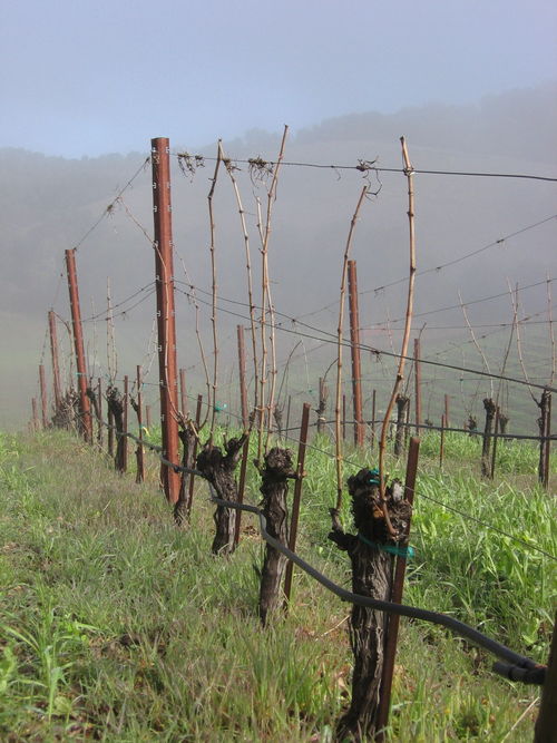 Vineyard_fog_0008