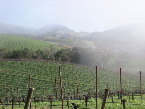 Vineyard_fog_0005