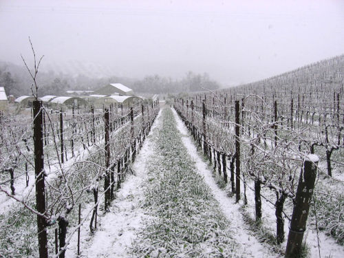 Chardonnay block with nursery in the background