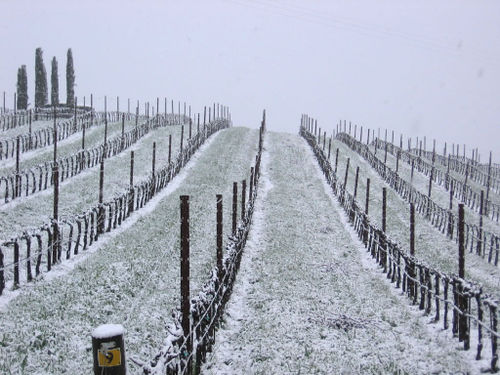 Newly-pruned Roussanne block