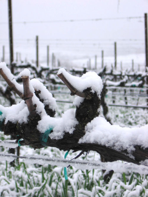 Roussanne vine closeup with snow