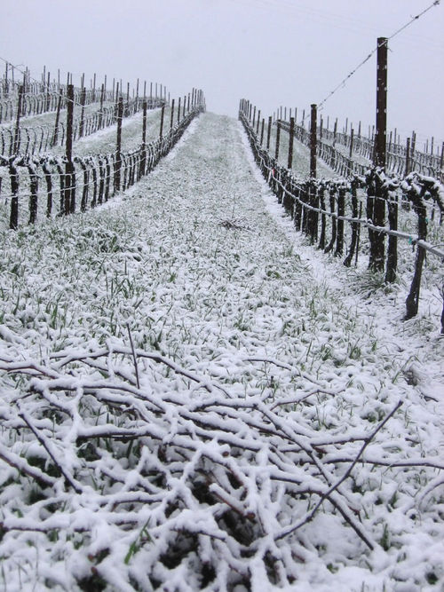 Roussanne block with pruned canes in foreground