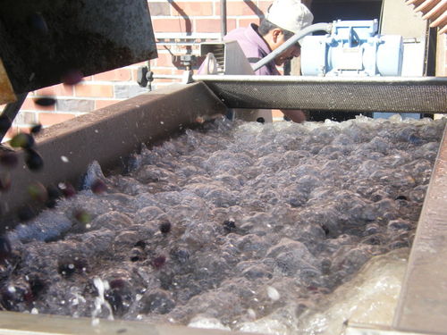 Olive_pressing_2008_0002