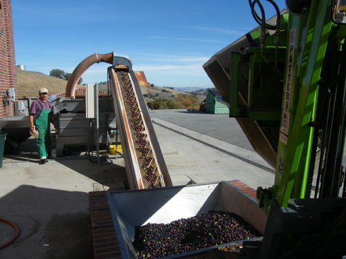 Olive_pressing_2008_0001