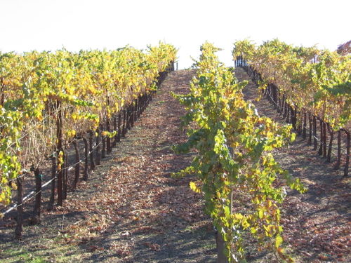 Autumn_2008_vineyard_essay_7_0002