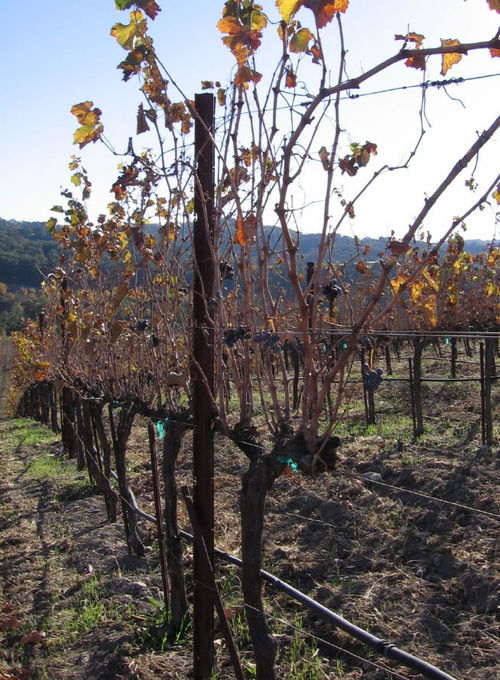 Autumn_2008_vineyard_essay_7_0003