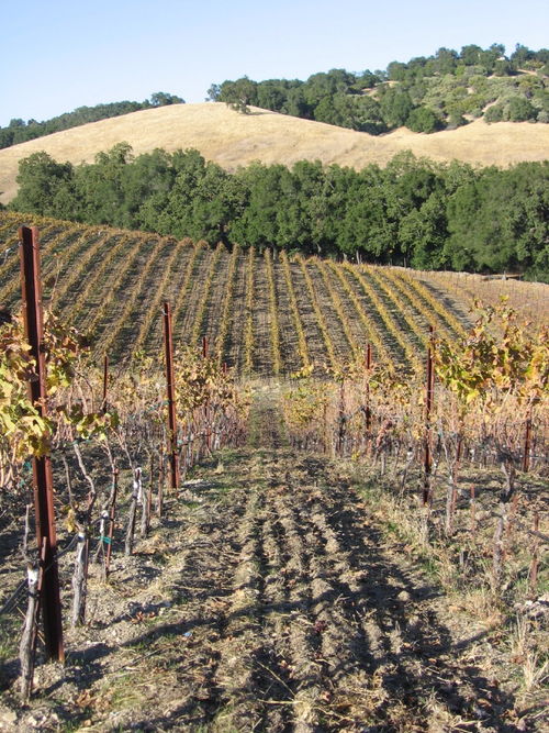 Autumn_2008_vineyard_essay_7_0001