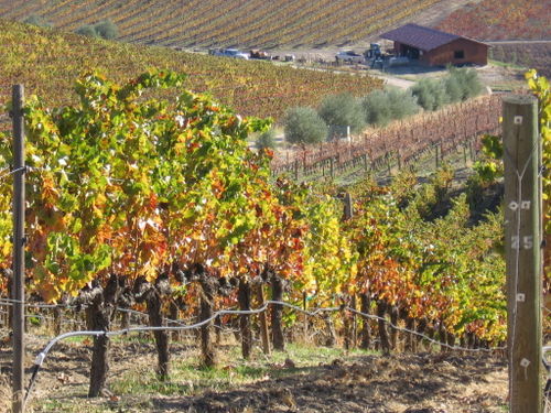 Autumn_2008_vineyard_essay_6_0001