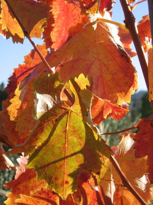 Autumn_2008_vineyard_essay_6_0003
