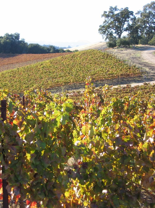 Autumn_2008_vineyard_essay_6_0002