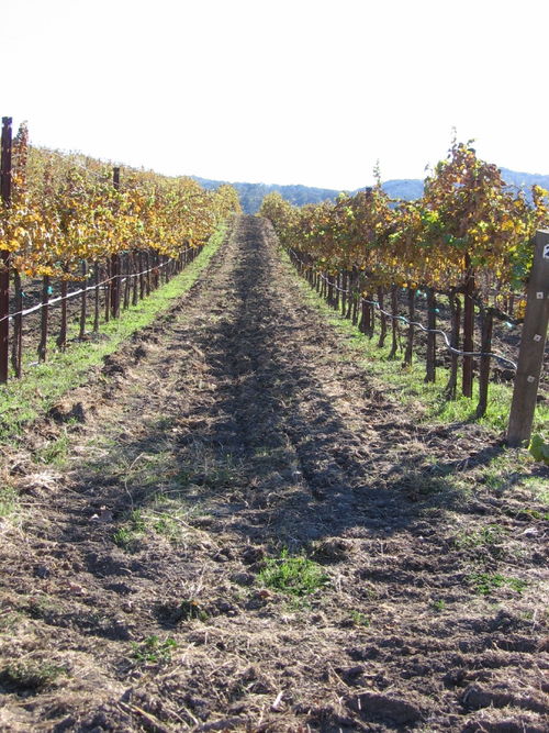 Autumn_2008_vineyard_essay_5_0003