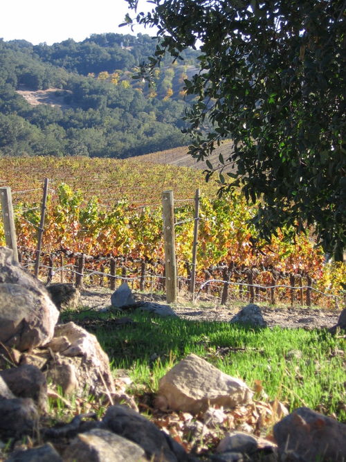 Autumn_2008_vineyard_essay_5_0001