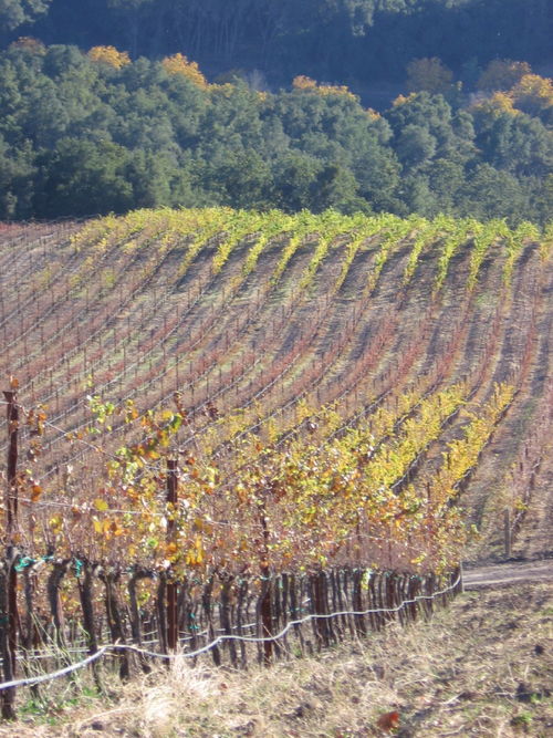Autumn_2008_vineyard_images_40003