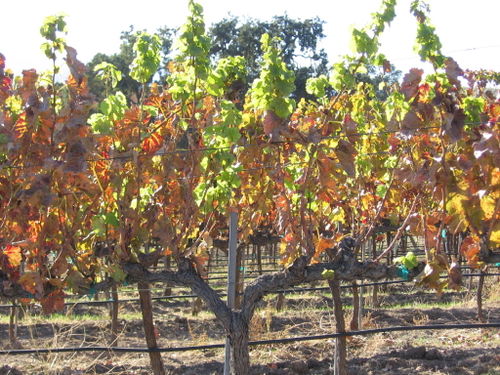 Autumn_2008_vineyard_images_40002