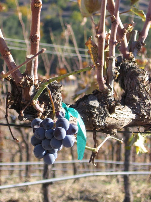Autumn_2008_vineyard_images_40001