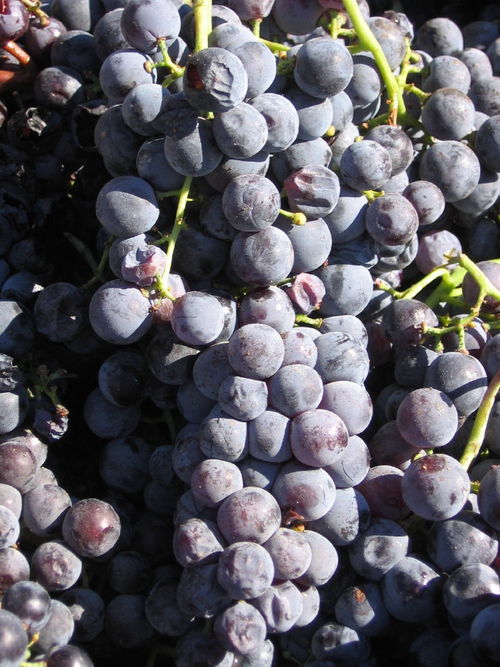 Harvest_2008_last_mourvedre_0002