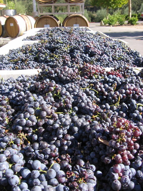 Harvest_2008_last_mourvedre_0001