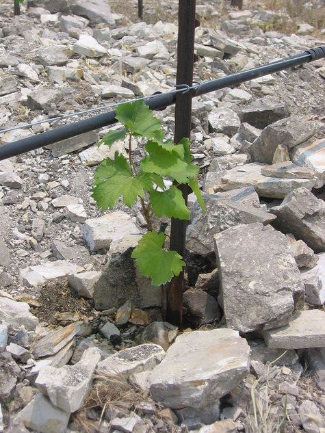 New_mourvedre_vine