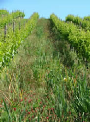 Organic_covercrop_1