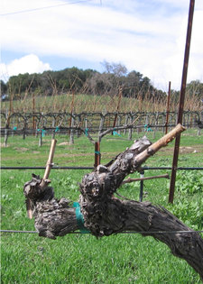 Pruned_and_unpruned_vines_small