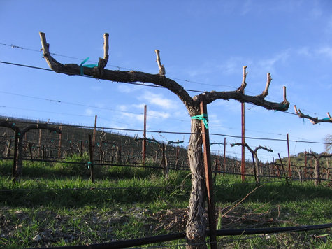 Pruned_mourvedre