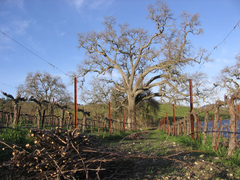 Pruned_vineyard_with_cuttings