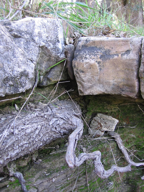 Root_under_limestone_closeup