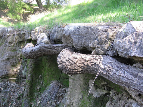 Root_under_limestone_long_view