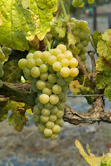 Roussanne Roussanne