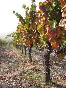 South_through_grenache