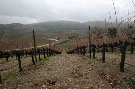 South_through_grenache