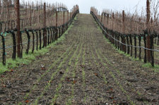 South_through_roussanne