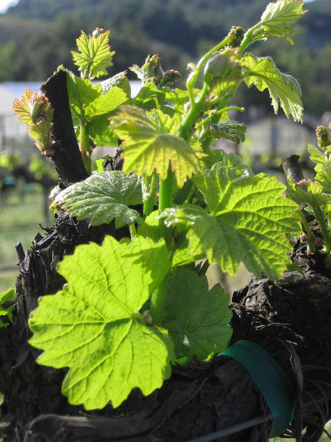 Sprouting_chardonnay
