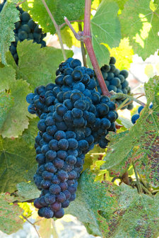 Tannat