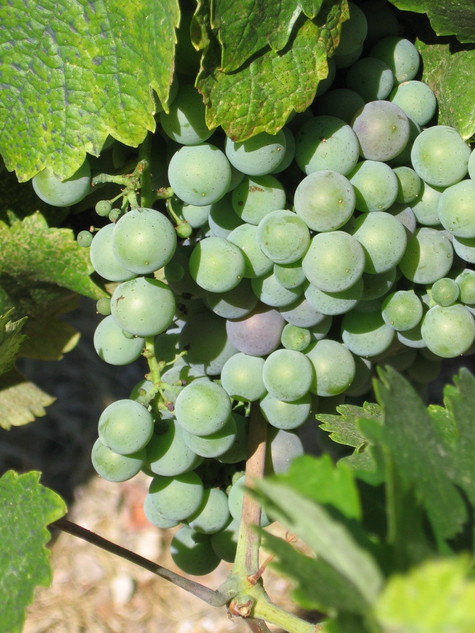 Veraison_2008_counoise