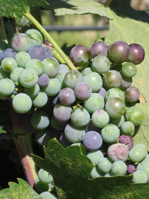 Veraison_2008_grenache