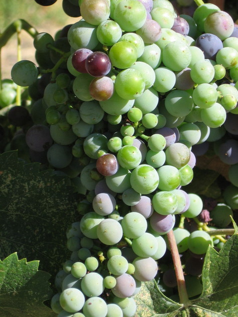 Veraison_2008_mourvedre