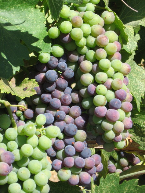 Veraison_2008_syrah