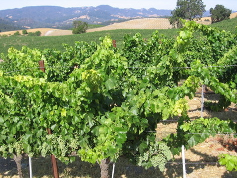 View_west_over_grenache