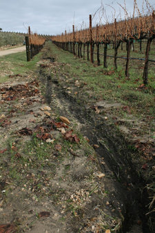 Vineyard_erosion