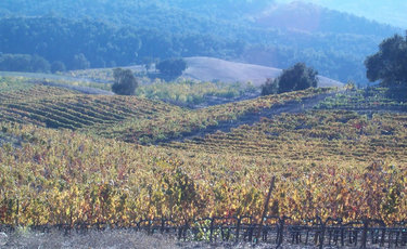 Vineyard_in_autumn_1