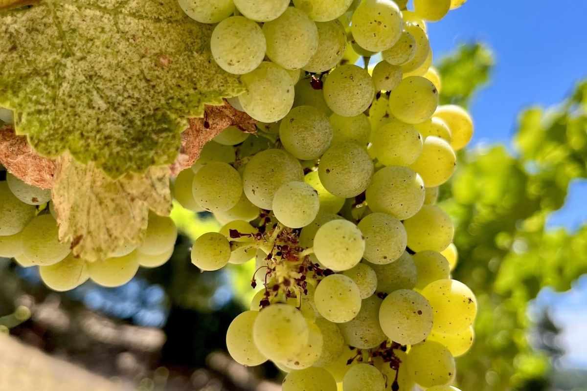 Veraison 2025: Slow and Steady Wins the Race