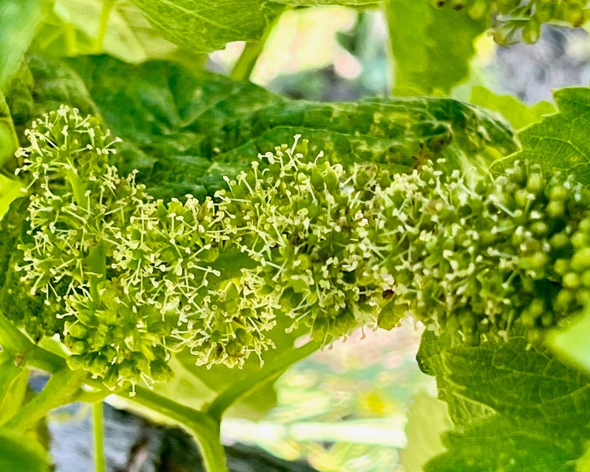 Flowering 2026: early, but not quite as much as we'd feared
